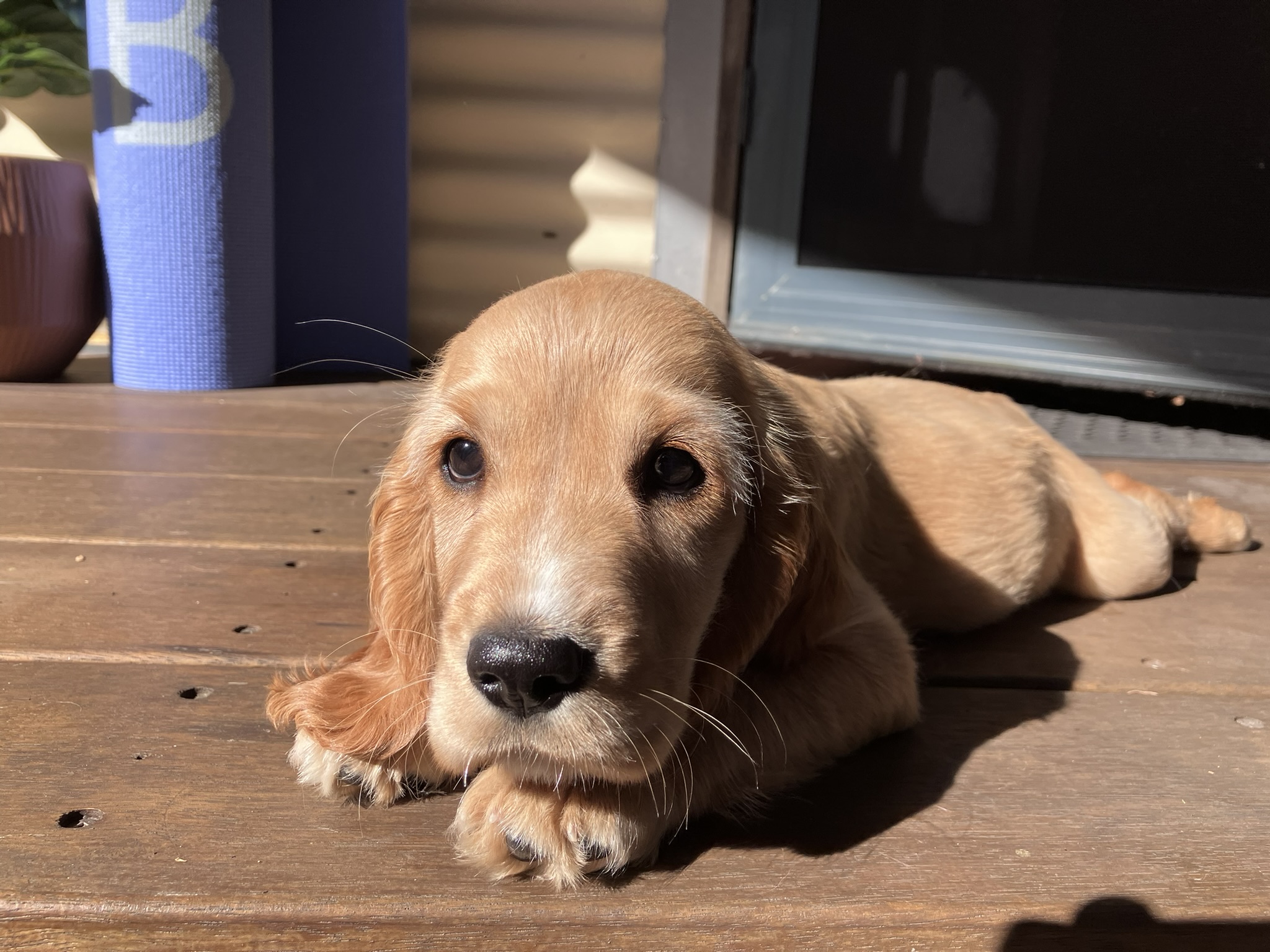 Rosie as a young golden puppy, lying in sunlight on a wooden deck and looking towards the camera.